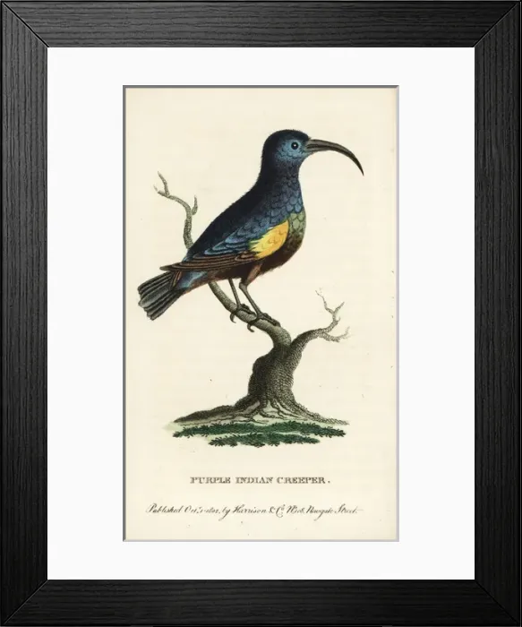 Framed Print : Purple Indian creeper, Cinnyris asiaticus Framed Print : Purple Indian creeper, Cinnyris asiaticus