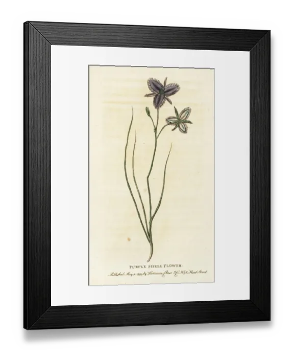 Framed Print : Purple shell flower of New South Wales, Australia Framed Print : Purple shell flower of New South Wales, Australia