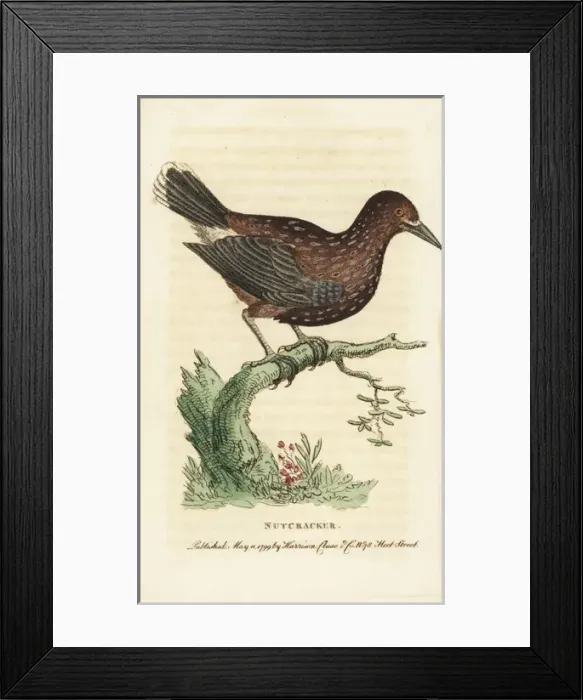 Framed Print : Nutcracker, Nucifraga caryocatactes Framed Print : Nutcracker, Nucifraga caryocatactes