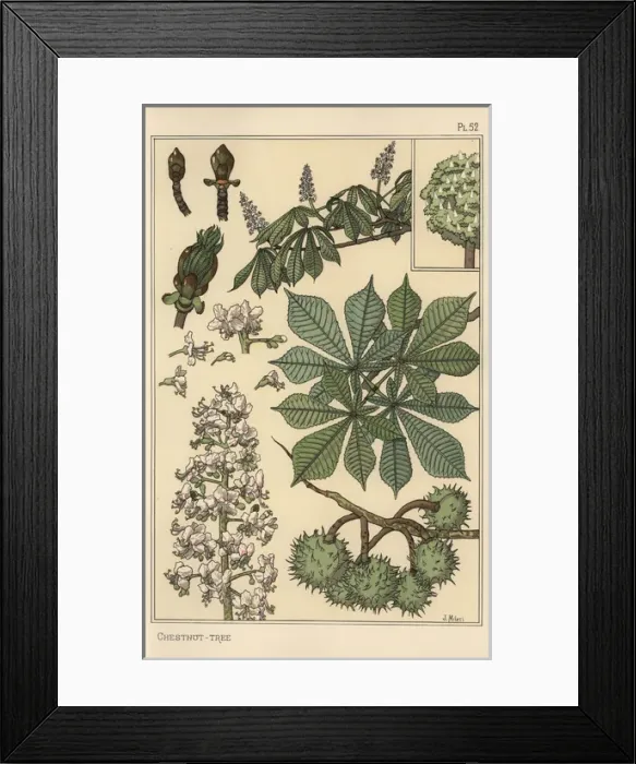 Framed Print : Chestnut tree botanical study Framed Print : Chestnut tree botanical study