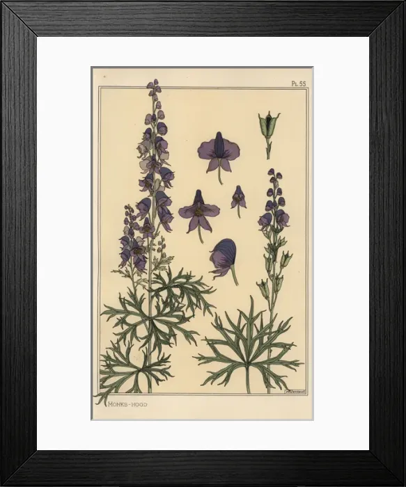 Framed Print : Monks hood botanical study Framed Print : Monks hood botanical study