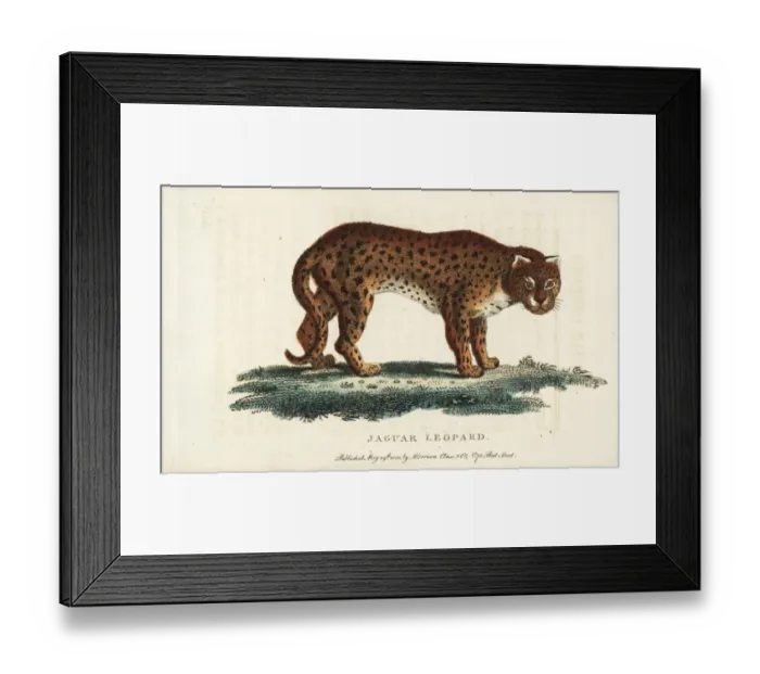 Framed Print : Cheetah, Acinonyx jubatus Framed Print : Cheetah, Acinonyx jubatus