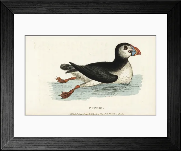 Framed Print : Puffin, Fratercula arctica Framed Print : Puffin, Fratercula arctica