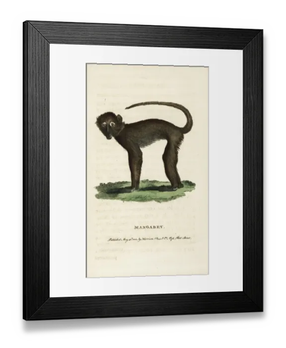 Framed Print : Sooty mangabey, Cercocebus atys Framed Print : Sooty mangabey, Cercocebus atys