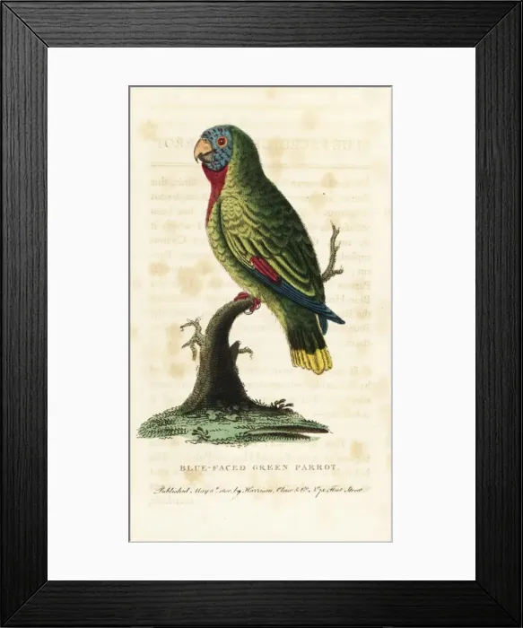Framed Print : Red-necked amazon, Amazona arausiaca Framed Print : Red-necked amazon, Amazona arausiaca