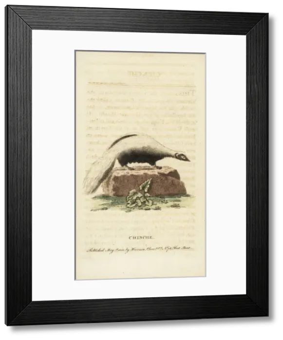 Framed Print : Striped skunk, Mephitis mephitis Framed Print : Striped skunk, Mephitis mephitis