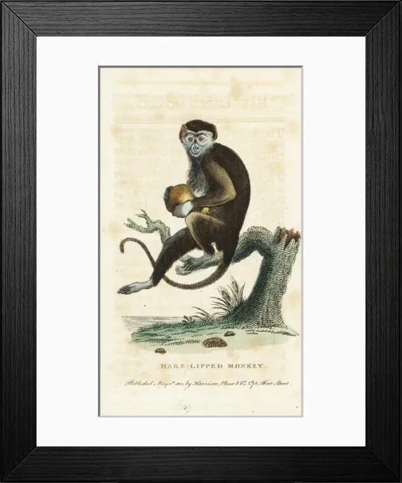 Framed Print : Diana monkey, Cercopithecus diana Framed Print : Diana monkey, Cercopithecus diana