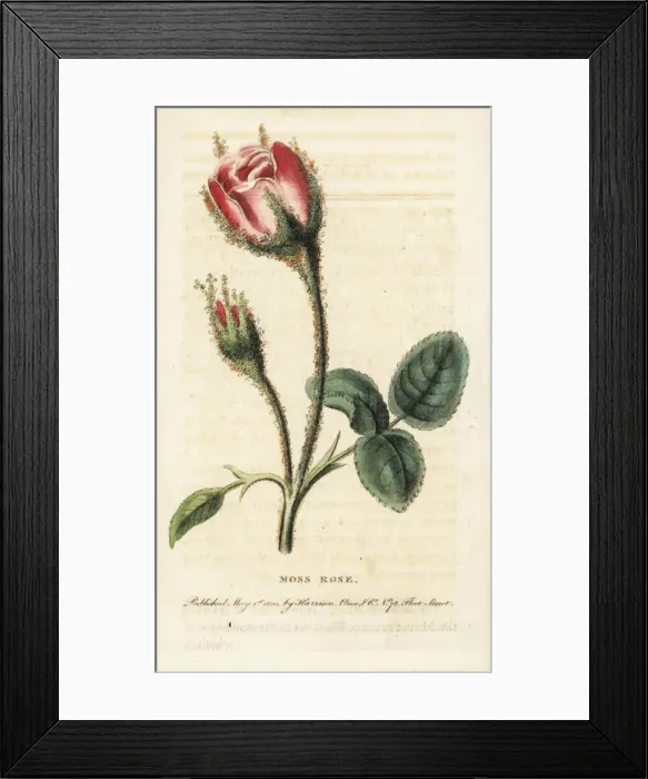 Framed Print : Moss rose, Rosa muscosa Framed Print : Moss rose, Rosa muscosa