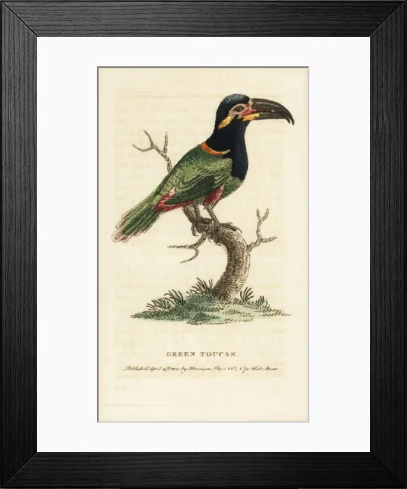 Framed Print : Guianan or Goulds toucanet, Selenidera piperivora Framed Print : Guianan or Goulds toucanet, Selenidera piperivora