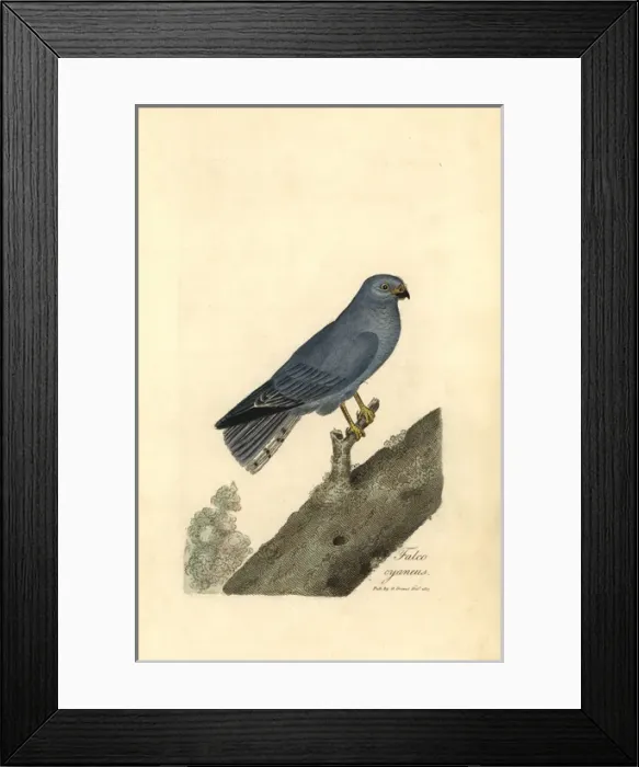 Framed Print : Northern harrier or blue hawk, Circus cyaneus Framed Print : Northern harrier or blue hawk, Circus cyaneus