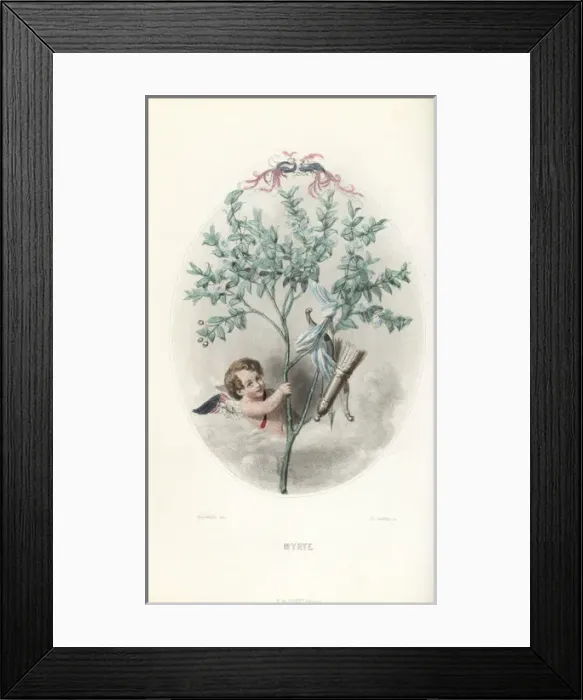 Framed Print : Cupid hiding in a myrtle bush, Myrtus communis Framed Print : Cupid hiding in a myrtle bush, Myrtus communis