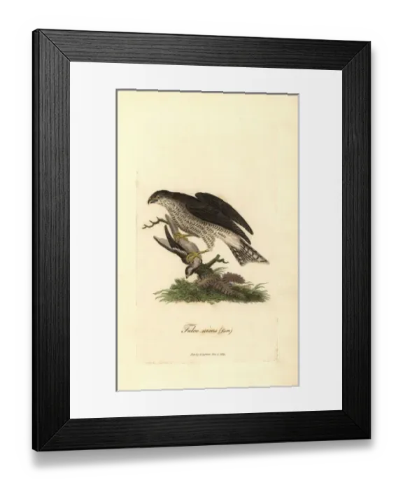 Framed Print : Eurasian sparrowhawk, Accipiter nisus, female Framed Print : Eurasian sparrowhawk, Accipiter nisus, female