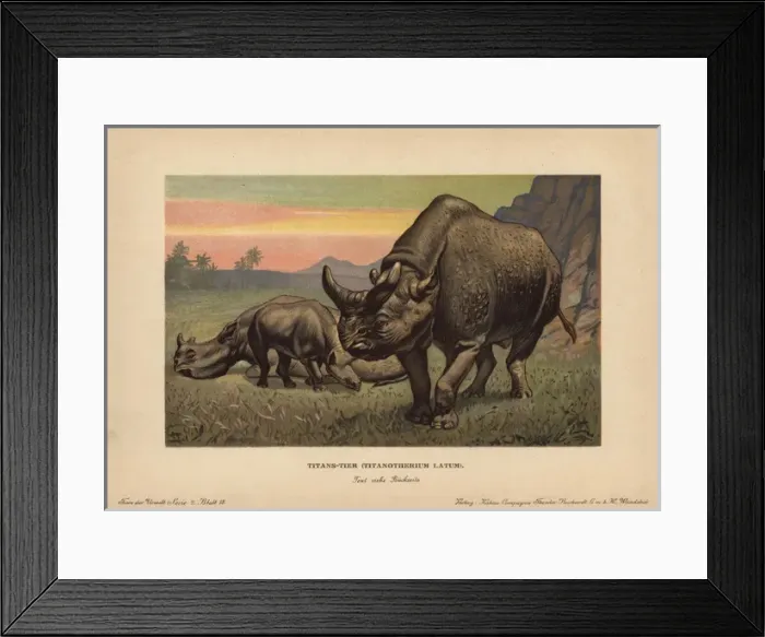 Framed Print : Titanotherium latum, , extinct genus of herbivorous Framed Print : Titanotherium latum, , extinct genus of herbivorous