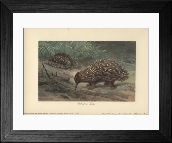 Framed Print : Short-beaked Echidna (Tachyglossus aculeatus) Framed Print : Short-beaked Echidna (Tachyglossus aculeatus)