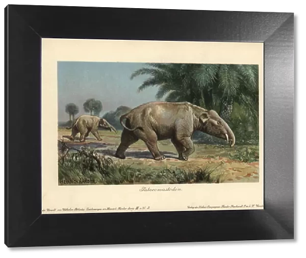 Palaeomastodon, believed to be the ancestors