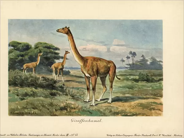 Aepycamelus, an extinct genus of camelid which