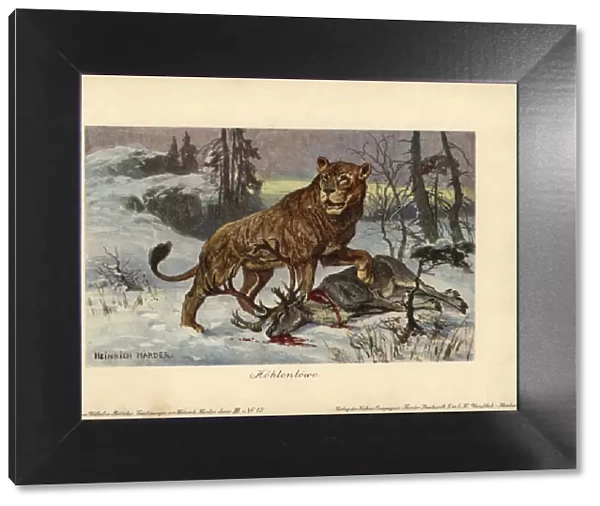 European cave lion, Panthera leo spenaea, extinct