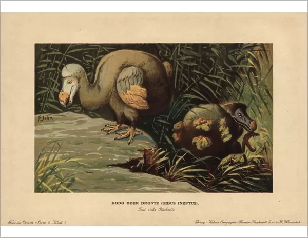Dodo, Didus ineptus or Raphus cucullatus