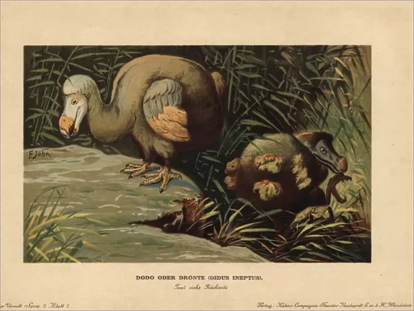 Dodo, Didus ineptus or Raphus cucullatus