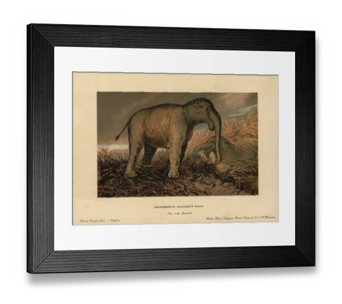 Framed Print : Deinotherium giganteum, large prehistoric relative Framed Print : Deinotherium giganteum, large prehistoric relative