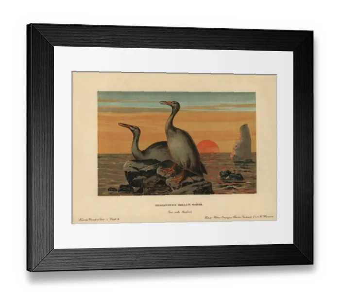 Framed Print : Hesperornis regalis, extinct genus of flightless Framed Print : Hesperornis regalis, extinct genus of flightless