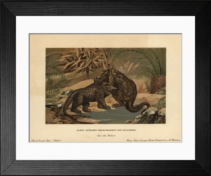 Framed Print : Megalosaurus, extinct carnivorous theropod Framed Print : Megalosaurus, extinct carnivorous theropod