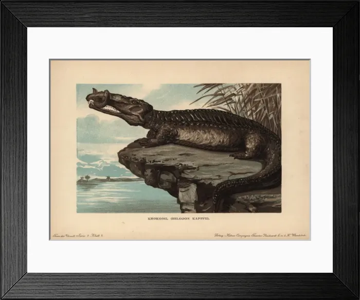Framed Print : Belodon, Krokodil, Belodon kapfii, extinct Framed Print : Belodon, Krokodil, Belodon kapfii, extinct