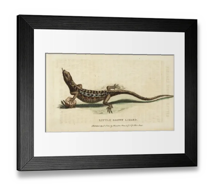 Framed Print : Little brown lizard Framed Print : Little brown lizard