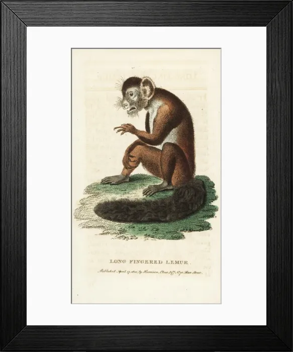 Framed Print : Aye-aye, Daubentonia madagascariensis Framed Print : Aye-aye, Daubentonia madagascariensis