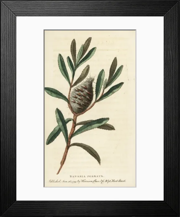 Framed Print : Old man banksia, Banksia serrata Framed Print : Old man banksia, Banksia serrata