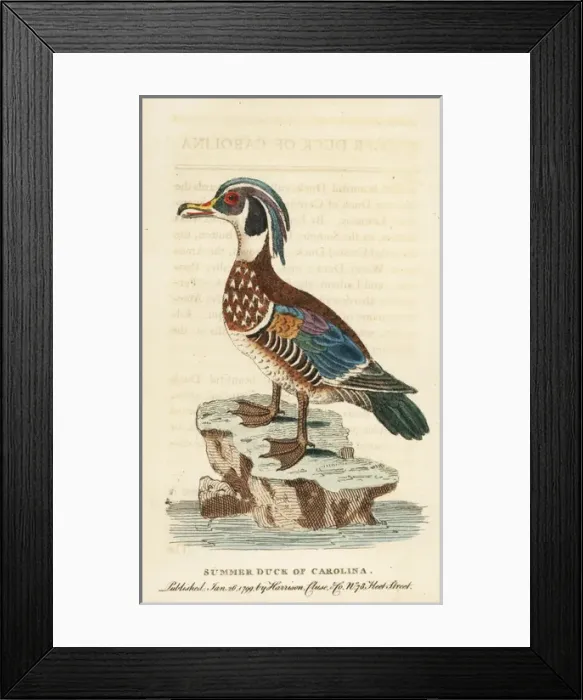 Framed Print : Wood duck, Aix sponsa Framed Print : Wood duck, Aix sponsa