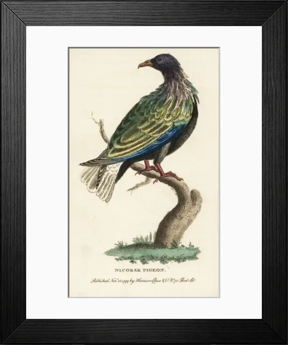 Framed Print : Nicobar pigeon, Caloenas nicobarica Near threatened Framed Print : Nicobar pigeon, Caloenas nicobarica Near threatened