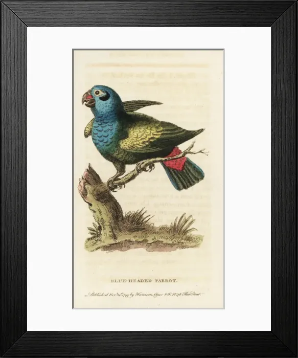 Framed Print : Blue-headed parrot, Pionus menstruus Framed Print : Blue-headed parrot, Pionus menstruus