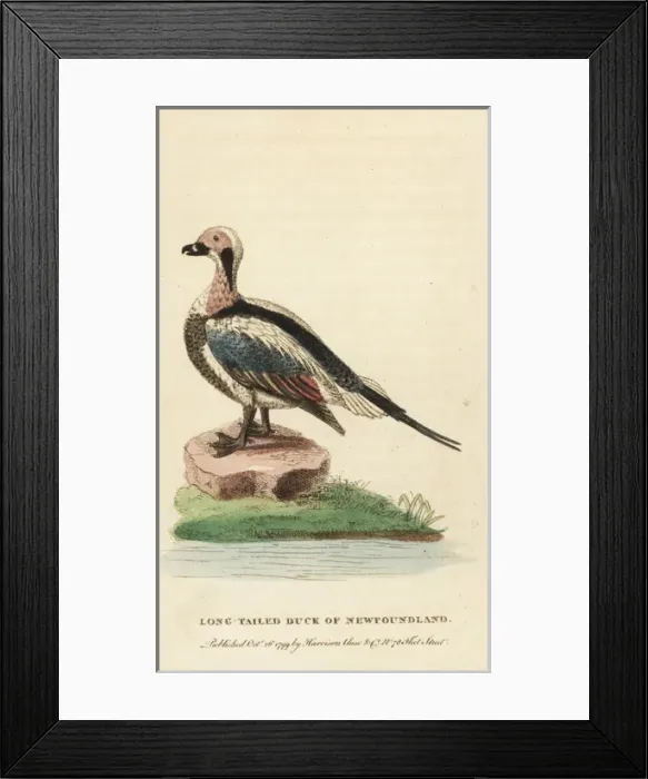 Framed Print : Long-tailed duck of Newfoundland, Clangula hyemalis Framed Print : Long-tailed duck of Newfoundland, Clangula hyemalis