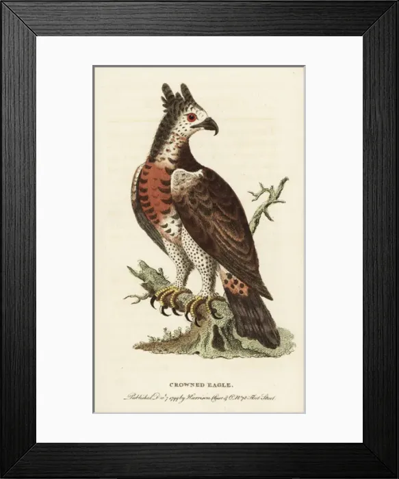 Framed Print : Crowned eagle, Stephanoaetus coronatus Framed Print : Crowned eagle, Stephanoaetus coronatus