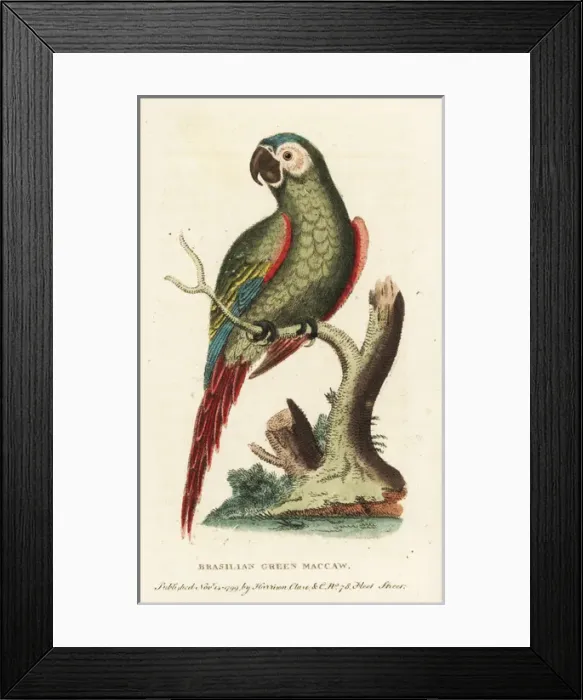 Framed Print : Chestnut-fronted macaw, Ara severus Framed Print : Chestnut-fronted macaw, Ara severus