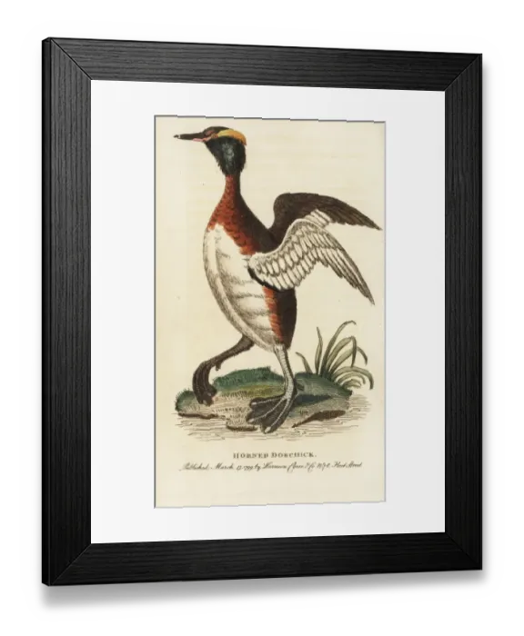 Framed Print : Horned grebe, Podiceps auritus Framed Print : Horned grebe, Podiceps auritus
