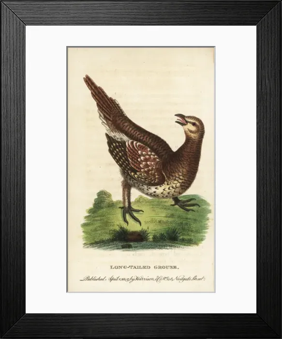 Framed Print : Sharp-tailed grouse, Tympanuchus phasianellus Framed Print : Sharp-tailed grouse, Tympanuchus phasianellus