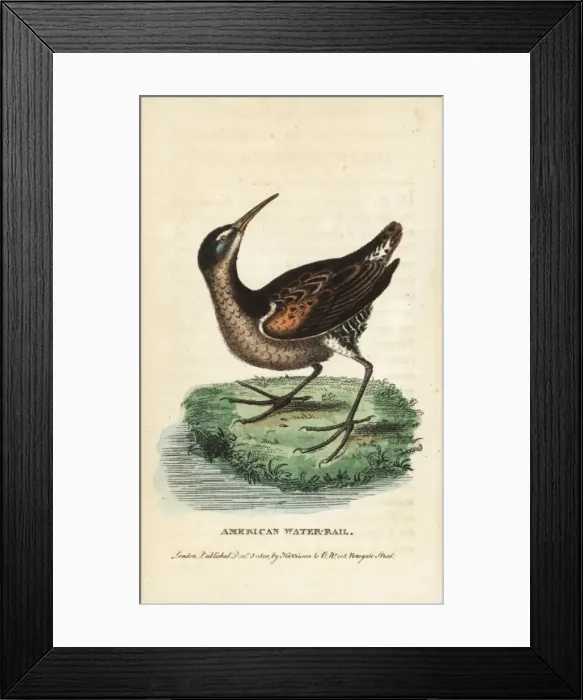 Framed Print : Virginia rail, Rallus limicola Framed Print : Virginia rail, Rallus limicola