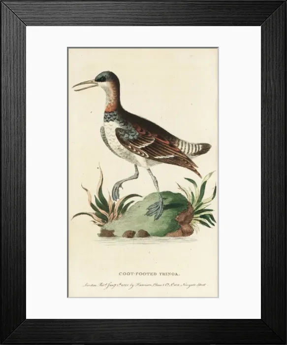 Framed Print : Red-necked phalarope, Phalaropus lobatus Framed Print : Red-necked phalarope, Phalaropus lobatus