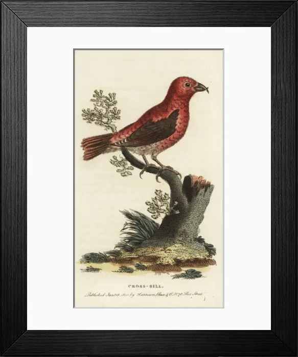 Framed Print : Crossbill, Loxia curvirostra Framed Print : Crossbill, Loxia curvirostra
