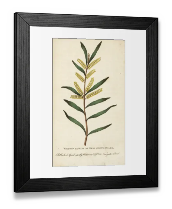 Framed Print : Catkin shrub of New South Wales, Australia Framed Print : Catkin shrub of New South Wales, Australia