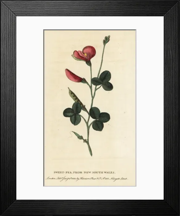 Framed Print : Sweetpea, Lathyrus odoratus Framed Print : Sweetpea, Lathyrus odoratus