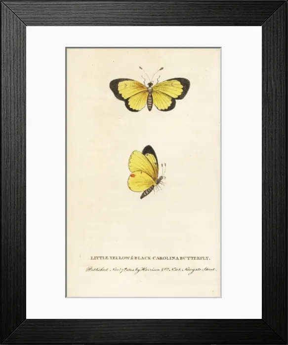 Framed Print : Clouded sulphur butterfly, Colias philodice