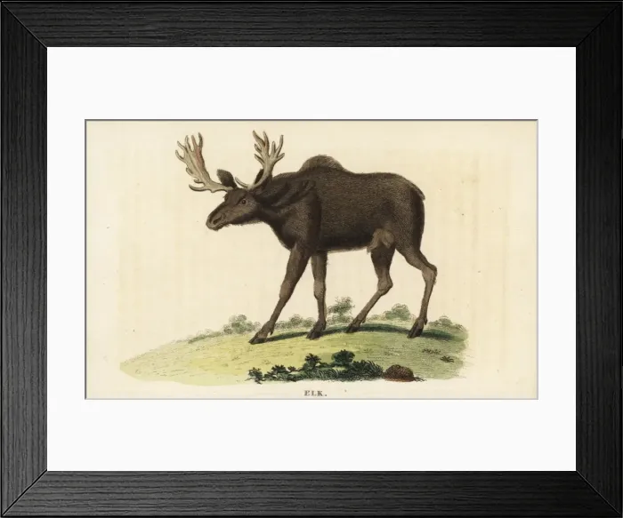 Framed Print : Elk, Cervus canadensis Framed Print : Elk, Cervus canadensis