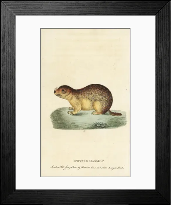 Framed Print : Spotted marmot, Spermophilus suslicus Framed Print : Spotted marmot, Spermophilus suslicus