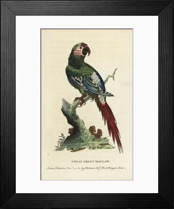 Framed Print : Great green macaw, Ara ambiguus Framed Print : Great green macaw, Ara ambiguus
