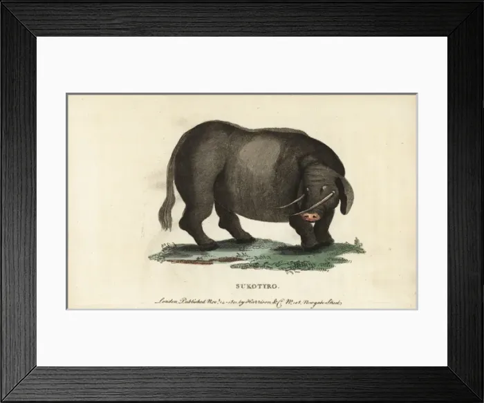 Framed Print : Sukotyro, Sukotyrus indicus Framed Print : Sukotyro, Sukotyrus indicus