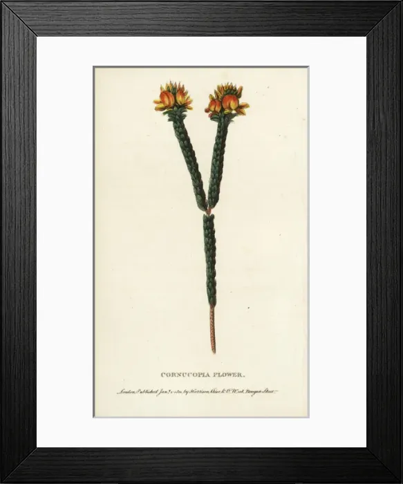 Framed Print : Cornucopia flower Framed Print : Cornucopia flower