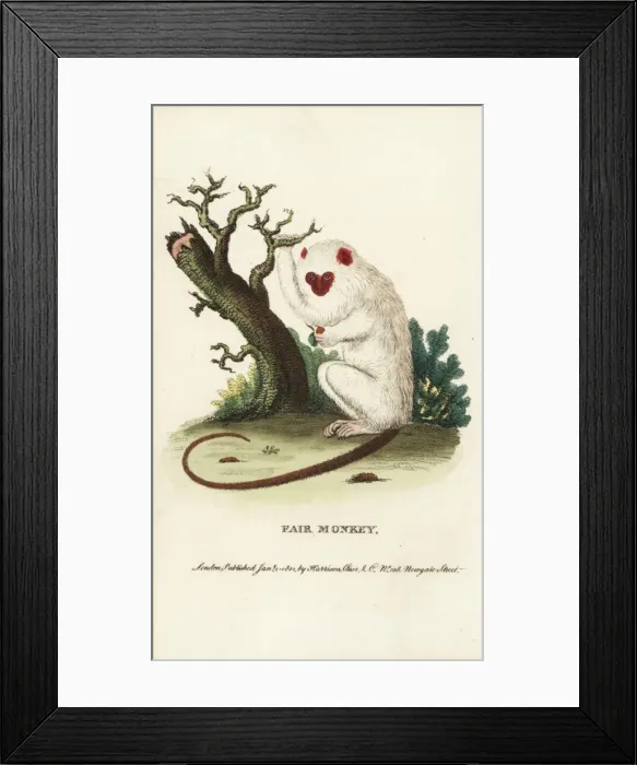 Framed Print : Silvery marmoset, Mico argentatus Framed Print : Silvery marmoset, Mico argentatus